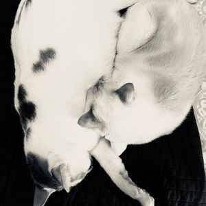 Meet your Posher, Molly